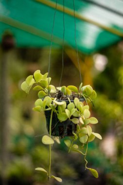 Nickels Dizisi Dischidia Sarmaşığı Bitki Bakımevinde Asılı Saksıda