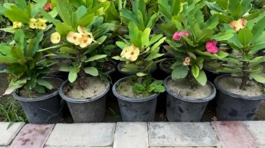 Euphorbia milii bir çocuk odasında dikenli taç