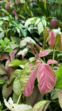  Bahçe yatağında renkli yaprakları olan çeşitli pembe ve yeşil renkli sengonyum çiçekleri.