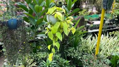 Işıl ışıl yeşil Philodendron Brezilya yaprakları içeren bereketli tropikal sepet. İç dekorasyon aksanı için.