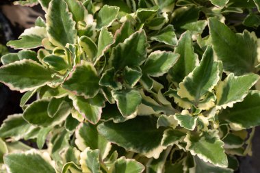 Kalanchoe Laciniata Yılbaşı Tesisi Yakın plan