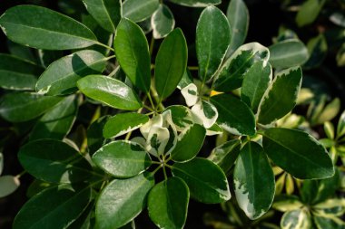 Süslü şemsiye ağacı beyaz yapraklar