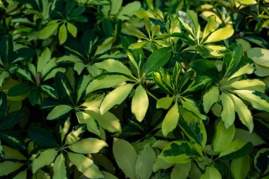 Arboricola bitkisinin çeşitli sarı ve yeşil yaprakları.