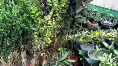 Bahçe Merkezindeki Saksıda Meyve Bitkileri