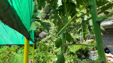 Yeşil Papaya meyveleri yemyeşil bahçedeki tropik ağaçta yetişiyor.