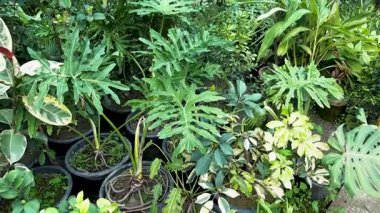 Philodendron Xanadu Bahçe Saksılarında Tropikal Bitki Koleksiyonu