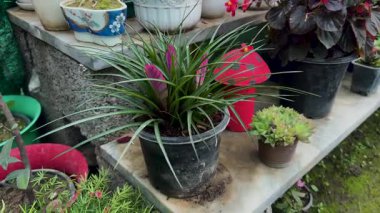Pembe Tillandsia Bromeliad Sulu Bahçeli Saksıda Süslü Bitki