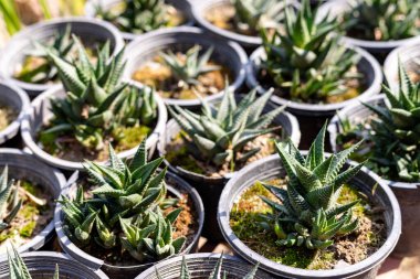 Haworthiopsis Limifolia Doğal Yeşil Doku Şablonu Konteynırlarda Sulu