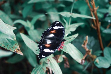 Bahçedeki güzel kelebek. Beyaz çiçekte oturan böcek.