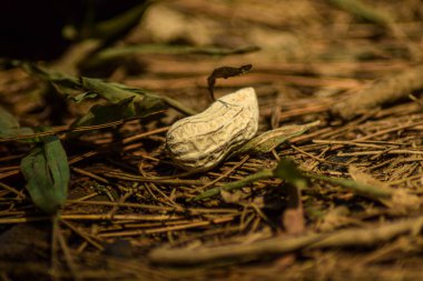 Fıstık doğadaki kuru çimenlere düşer. abur cubur ve yiyecek