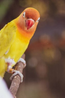 Güzel sarı küçük muhabbet kuşu muhabbet kuşu