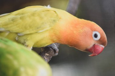 Güzel sarı küçük muhabbet kuşu muhabbet kuşu