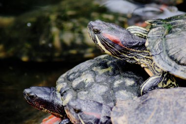 Nehrin kenarındaki kaplumbağa yığını.