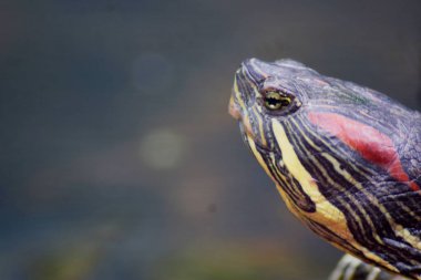 Kaplumbağa başlığını kapat