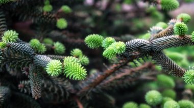 Genç büyüyen köknar ağacı yeşil ladin tomurcuğu İlkbahar ormanlarında