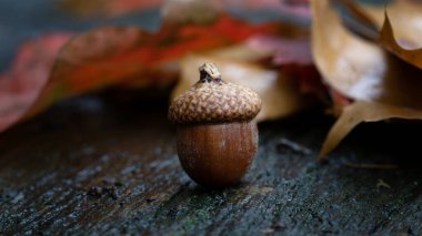 Meşe palamudunu kapat ahşap bankta renkli sonbahar yapraklarıyla