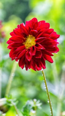 Rengarenk, sıradan zinnia çiçeklerine ve bahçesinde damlacıkları olan yeşil yapraklara yakın doğanın güzel çiçekleri.