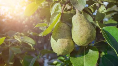 Ağaç tarımında armut meyvesi