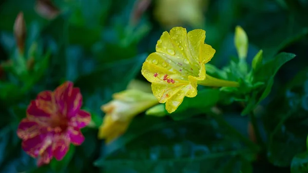 Κοντινό Πλάνο Mirabilis Jalapa Τέσσερις Ώρα Θαύμα Του Peru Λουλούδι — Φωτογραφία Αρχείου