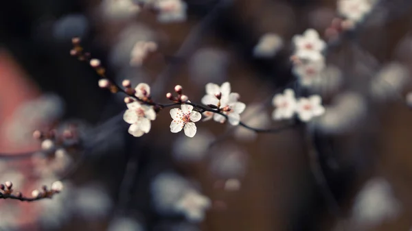 Close Crabapple Flower Begonia Flower Blooming Springtime Outdoor Nature — Photo