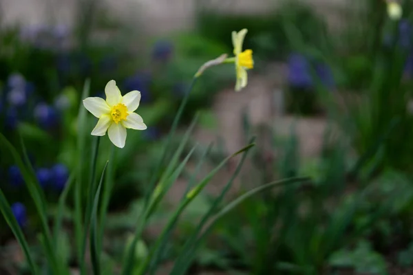 Close White Daffodil Narcissus Flower Plant Garden Springtime Bloom — Stock Photo, Image