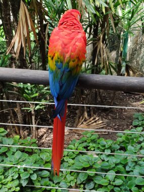 Guacamayo rojo hayvan colorido naturaleza amazonas