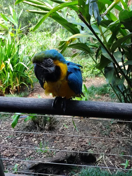 Papoušek Modrý Amazon Divoký — Stock fotografie