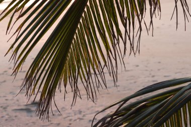 Tarkarli, Malvan, Konkan, Maharashtra 'da beyaz kumsal arka planına sahip güzel palmiye yaprakları