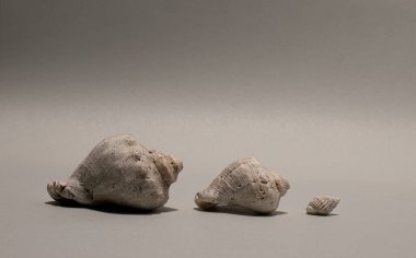 deniz salyangozu kabuklu salyangoz