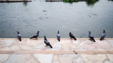 nehir boyunca güvercin