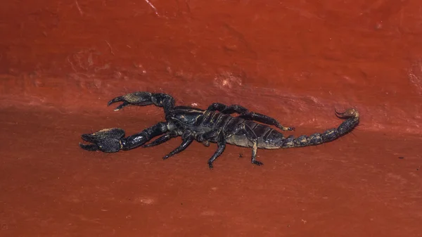 asian forest scorpion in Sri Lanka