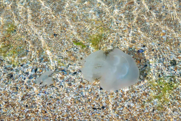 Aurelia Medusa swims near the shore at the beginning of the winter season. Environmental disaster on the Kamchatka Peninsula:marine animals are washed ashore. Dead jellyfish in the water