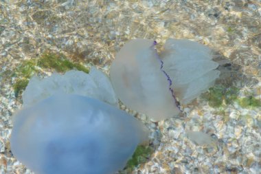 Aurelia Medusa kış mevsiminin başında kıyıya yakın yüzer. Kamçatka Yarımadası 'ndaki çevre felaketi: Deniz hayvanları kıyıya vurdu. Suda ölü denizanası.