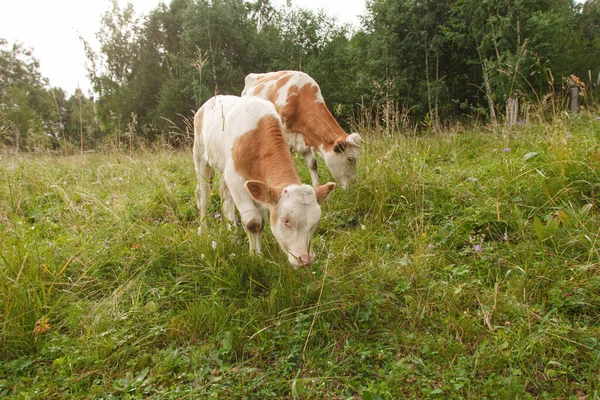 Koeien Grazen Een Groene Weide Dieren Dicht Concept Van Vleeswaren — Stockfoto