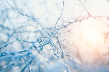 Donmuş ağaç dalları yakın plan. Bitkilerin üzerindeki don. Kış manzarası: doğadaki kar