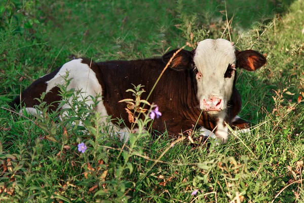 Vaca Pastando Prado Verde Los Animales Acercan Derecho Comunitario Libre — Foto de Stock