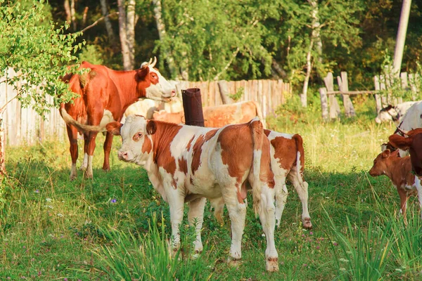 Vaca Pastando Prado Verde Los Animales Acercan Derecho Comunitario Libre — Foto de Stock