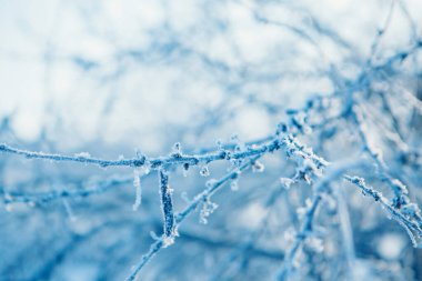 Donmuş ağaç dalları yakın plan. Bitkilerin üzerindeki don. Kış manzarası: doğadaki kar