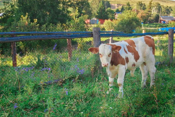 Koeien Grazen Een Groene Weide Dieren Dicht Concept Van Vleeswaren — Stockfoto