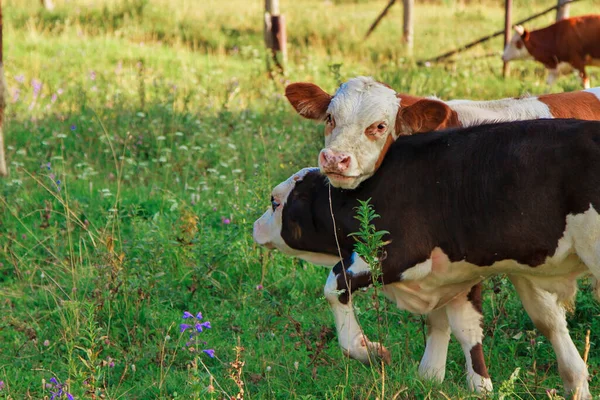 Vache Broutant Sur Une Prairie Verte Animaux Rapprochent Concept Produits — Photo