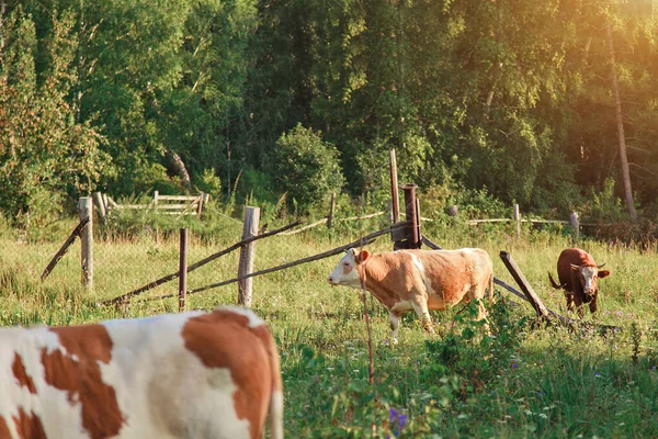 Vache Broutant Sur Une Prairie Verte Animaux Rapprochent Concept Produits — Photo