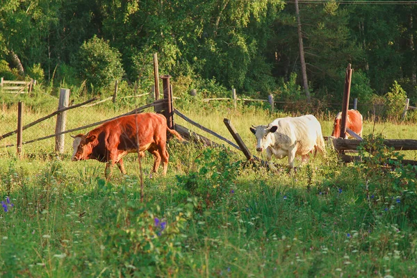 Vaca Pastando Prado Verde Los Animales Acercan Derecho Comunitario Libre —  Fotos de Stock