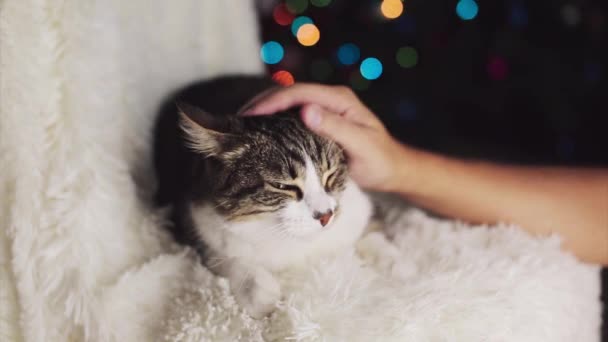 圣诞猫动物和圣诞装饰 主人抚摸着猫 — 图库视频影像