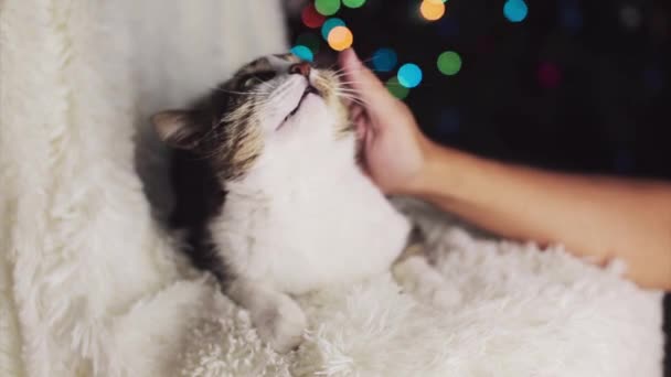 Gato Natal Animal Decorações Natal Proprietário Acaricia Gato — Vídeo de Stock