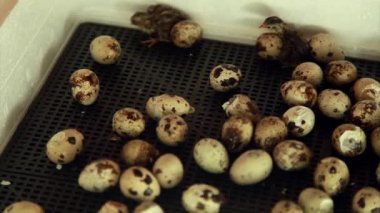 Yumurtadan çıkan bıldırcın yavruları. Kuluçka makinesindeki piliçler. Çiftlikte hayvan yetiştiriyorlar.