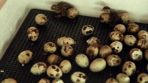 Het Uitbroeden Van Kwartels Uit Eieren Kuikens Couveuse Fokdieren Boerderij — Stockvideo