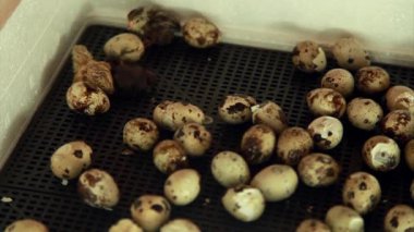 Yumurtadan çıkan bıldırcın yavruları. Kuluçka makinesindeki piliçler. Çiftlikte hayvan yetiştiriyorlar.