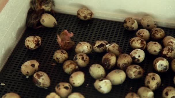 Das Schlüpfen Von Wachteln Aus Eiern Küken Brutkasten Zuchttiere Auf — Stockvideo