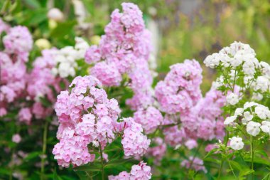 bahar leylağı çiçeği. 8 Mart 'ta Uluslararası Kadınlar Günü konsepti