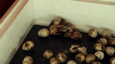 Yumurtadan çıkan bıldırcın yavruları. Kuluçka makinesindeki piliçler. Çiftlikte hayvan yetiştiriyorlar.